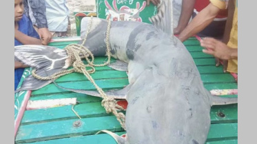 বাঘাইড়