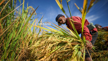 উফশী জাতের ধান, উফশী ধান, বোরো, কৃষি মন্ত্রণালয়,