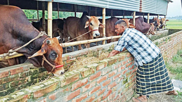 গরুর মাংসের দাম