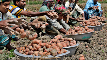 দেশের বাজারে তেল-পেঁয়াজ-আদা-কাঁচামরিচ ও ডিমের পর এখন দামের গরম দেখাচ্ছে 'সস্তার সবজি' হিসেবে পরিচিত আলু। ভরা শীতেও এর উত্তাপ না কমে যেভাবে আরও বেশি গনগনে হয়ে উঠছে তাতে এই 'নিরীহ' সবজির গায়ে হাত দেওয়াই দায়।