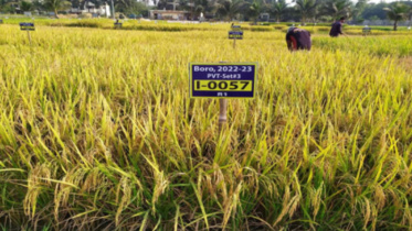 বাংলাদেশ ধান গবেষণা ইনস্টিটিউট, ব্রি, জাতীয় বীজ বোর্ড, বাংলাদেশে ধানের জাত,