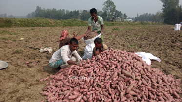 মিষ্টি আলু