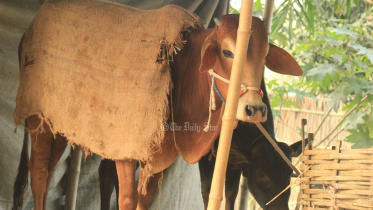 ঠান্ডায় গবাদি পশু পালন