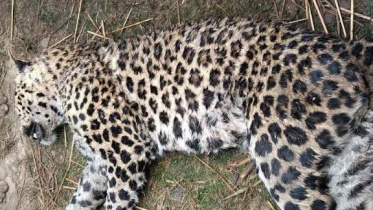 চিতাবাঘ