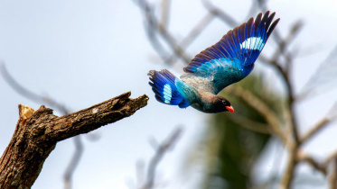 ‘যত নীলকণ্ঠ পাখি উড়ে গেছে রৌদ্রের আকাশে,/নদীর ও নগরীর/মানুষের প্রতিশ্রুতির পথে যত/নিরুপম সূর্যালোক জ্ব’লে গেছে—তার/ঋণ শোধ করে দিতে গিয়ে এই অনন্ত রৌদ্রের অন্ধকার।’