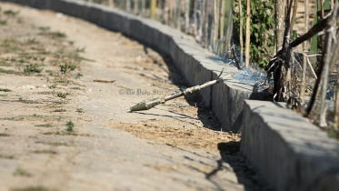 অবিস্ফোরিত বোমা