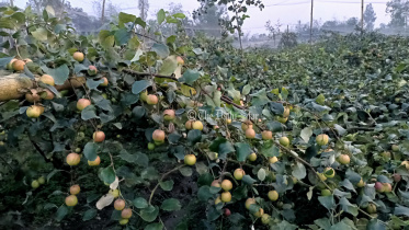 lalmonirhat_kurigram_plum_fruit-02.jpg