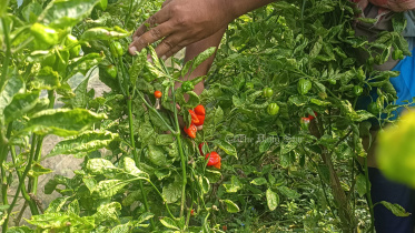 বোম্বাই মরিচ