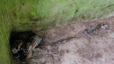 বাঘ শাবক