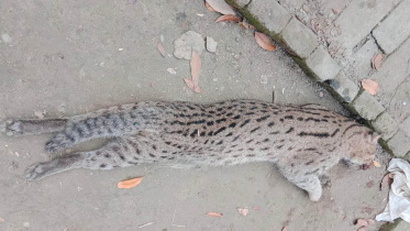 মেছোবাঘ হত্যা