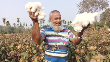 cotton-1.jpg