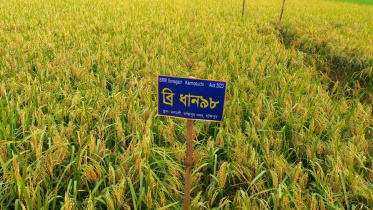 আউশ ধান, কৃষি মন্ত্রণালয়, ব্রিধান,