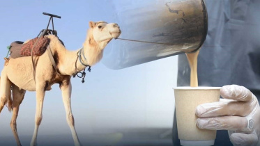 উটের দুধের চা