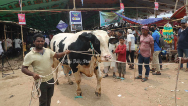 কোরবানির পশু ক্যাশলেসে কেনার সুযোগ