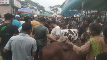 gabtoli cattle market.jpeg