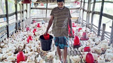 মুরগির দাম