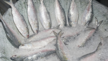 hilsa-1.jpg