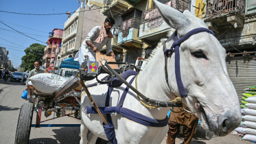আতিফের গাধা 'রাজা'। ফাইল ছবি: এএফপি