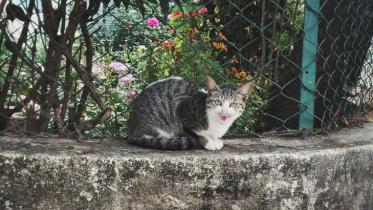 পথকুকুর, পথবিড়াল, কুকুর, বিড়াল, প্রাণী,