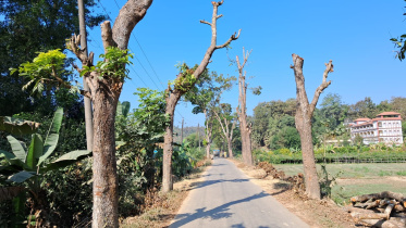 রেইচা হতে গোয়ালিয়াখোলা রাস্তার ধারে ৫শতাধিক গাছ কাটা হয়েছে। ছবি: মংসিংহাই মারমা/স্টার