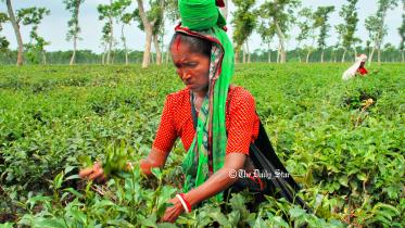 চা উৎপাদন