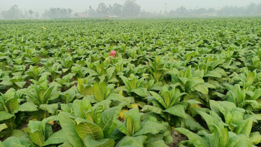 lalmonirhat_tobacco-02.jpg