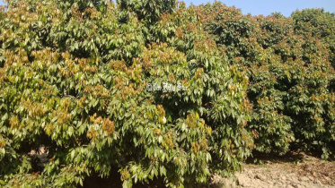 pabna_litchi_photo-10.jpg
