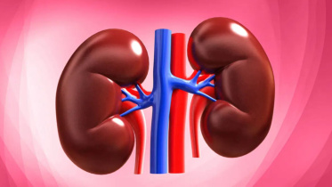 kidney.jpg