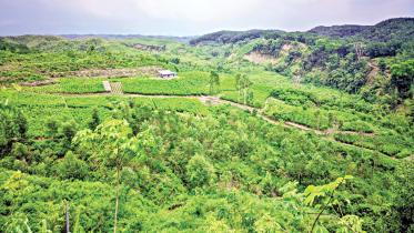 বান্দরবানের লামা উপজেলায় একটি নার্সারিতে জন্ম নিচ্ছে রাবার গাছের চারা। পেছনে দেখা যাচ্ছে টিলার সারি। বর্তমানে বাংলাদেশে ১ হাজার ৩০৪টি ব্যক্তিমালিকানাধীন ও ২৮টি সরকারি রাবার বাগান রয়েছে, যার অধিকাংশই চট্টগ্রাম অঞ্চলে অবস্থিত। ছবি: সংগৃহীত