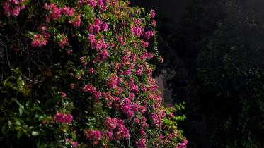 বাগানবিলাস