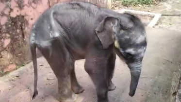 elephant_calf_2may25.jpg