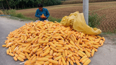 lalmonirhat_maize_production-01.jpg