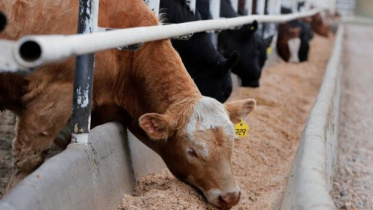 কার্বন ডাই-অক্সাইড