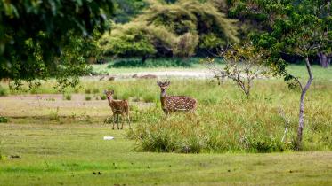 সুন্দরবন