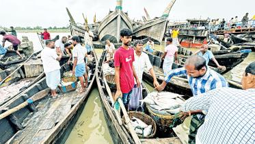 ইলিশ বাজারে দাম বৃদ্ধি