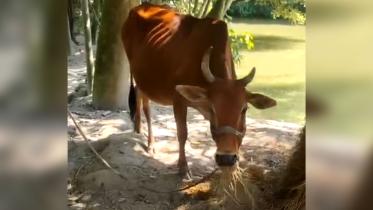 treeshal_cow_23oct25.jpg