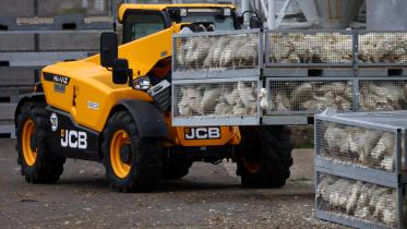 নিধনের জন্য হাঁসগুলোকে খামার থেকে নিয়ে যাওয়া হচ্ছে। ছবি: রয়টার্স 