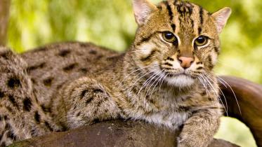 মেছো বাঘ.jpg