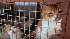 মধ্যপ্রাচ্যে গৃহহীন বিড়াল। 