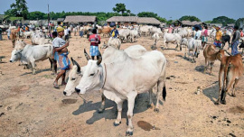 পশ্চিমবঙ্গের বিরভূম জেলার সুখবাজার গরুর হাট। ফাইল ছবি: সংগৃহীত