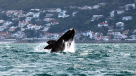 Whale