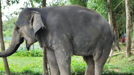 সম্রাট