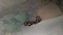 Lesser Black Krait