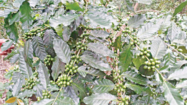 coffee3