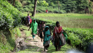 স্টার ফাইল ছবি।