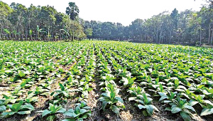 ছবি: স্টার।