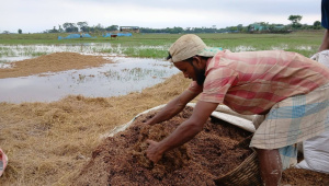বৃষ্টি ও বন্যায় তলিয়ে যাওয়া হাওরের ধান। ছবি: স্টার