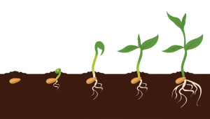 plant can hair rain