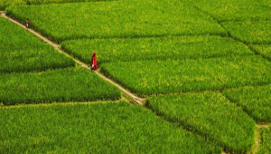 Land