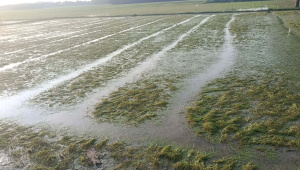 Noakhali-Crops-Damage